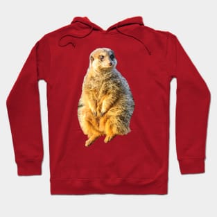 Meerkat on guard Hoodie